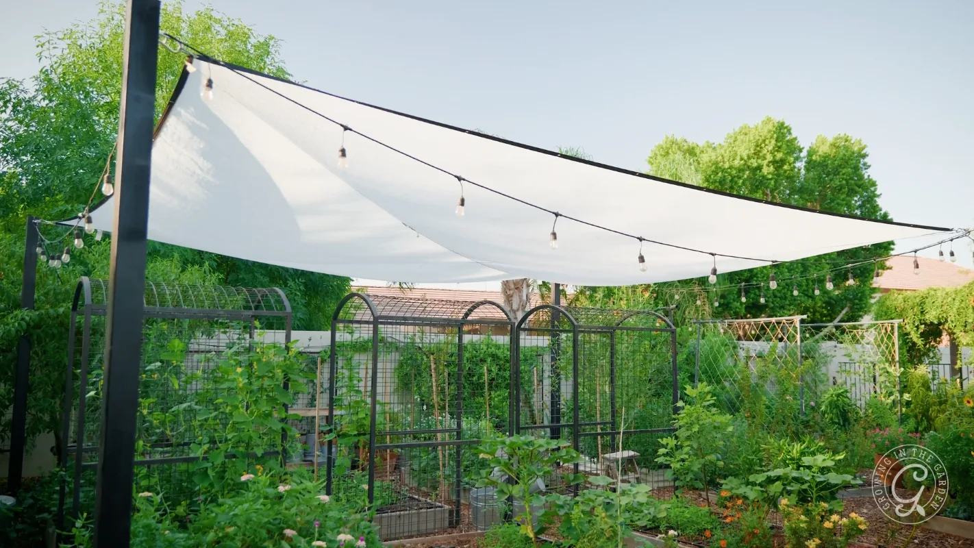 White shade sail with string lights covers a lush backyard garden with metal trellises and green plants.