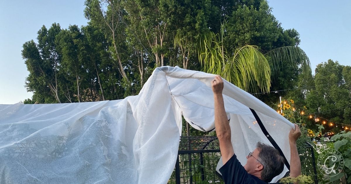 A person is outdoors lifting a white tarp over a garden structure, adding shade to protect the plants. Tall trees and string lights are visible in the background, with a clear sky above.