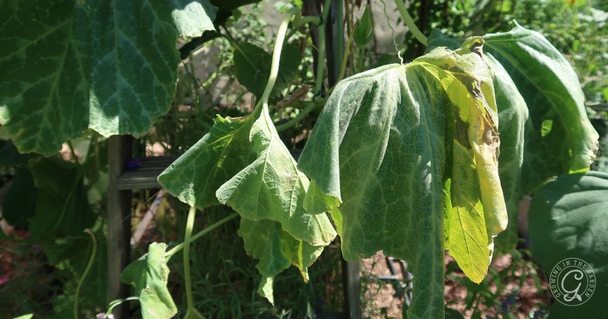 Close-up of wilting green leaves on a plant, with some turning yellow and brown at the edges. The droopy leaves suggest dehydration or disease, highlighting why adding shade could be beneficial, set against a backdrop of verdant foliage.