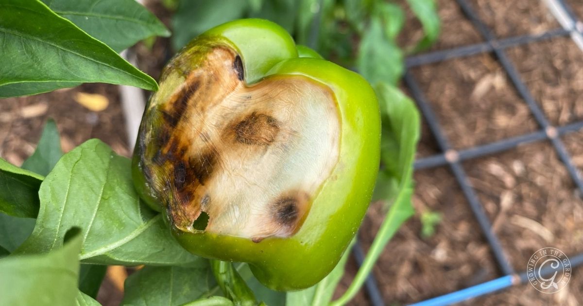 A green pepper on a plant shows signs of rot, with a large brown and black decayed area on one side. The backdrop reveals soil and a garden grid, highlighting why adding shade is essential to protect delicate produce from excessive sun damage.