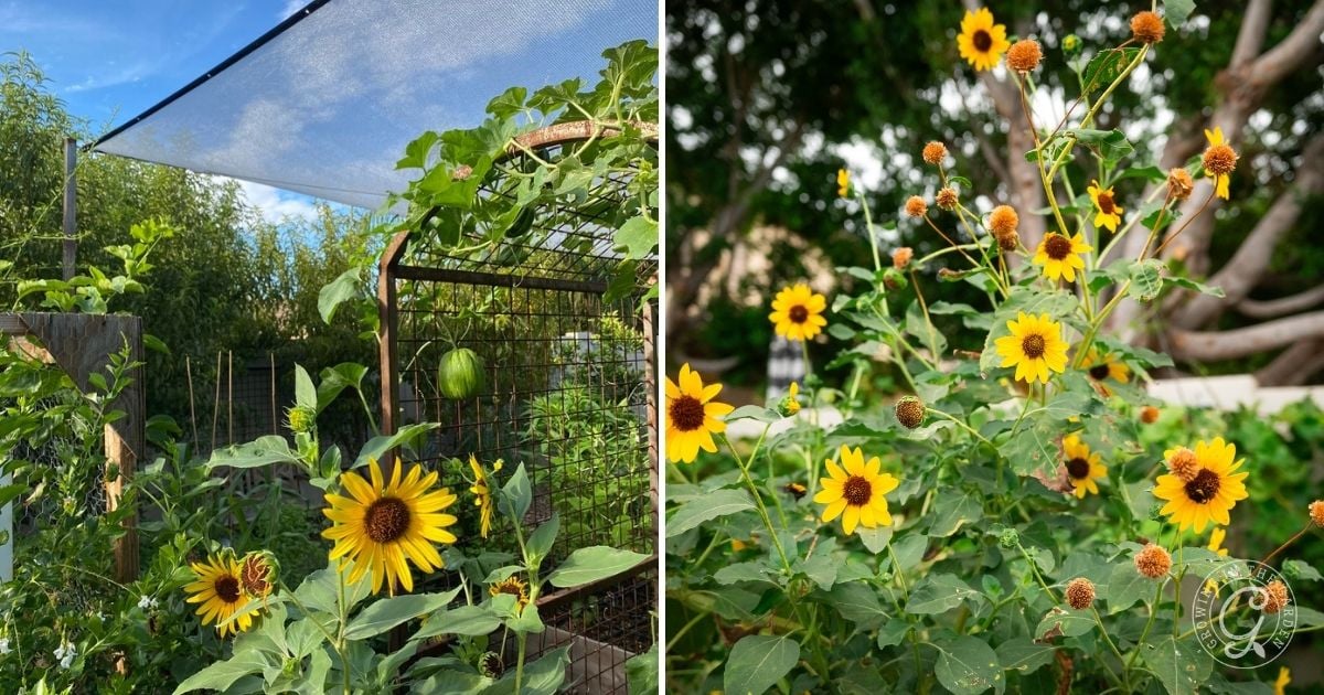 Left image: Sunflowers are blooming near a garden trellis with a shaded canopy, showcasing why adding shade can help them thrive. Right image: Sunflowers with vibrant yellow petals and green leaves are in full bloom under a bright sky.