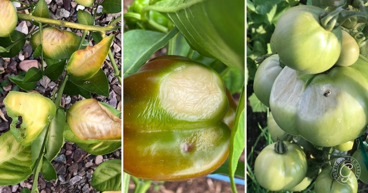 Three images depict fruit with blossom end rot: the first shows yellow peppers on a bush, the second a close-up of a green pepper with a brown spot, and the third features green tomatoes with darkened patches. Wondering why add shade? It helps mitigate stress and prevents these unsightly blemishes.