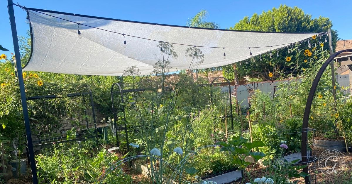 A lush garden with various plants and flowers is shaded by a white, fabric canopy, illustrating why adding shade can create a cool oasis. String lights are attached to the canopy frame, casting a warm glow against the backdrop of trees and a clear blue sky.