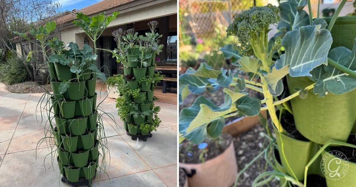 Two tall green vertical garden planters filled with vegetables like broccoli and herbs stand on a sunny patio near a house&mdash;perfect for those seeking greenstalk gardening tips or advice on how to grow in a greenstalk.