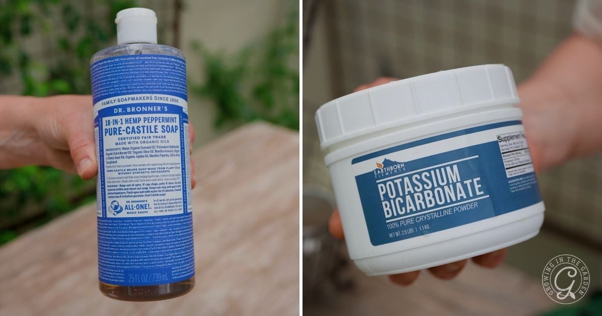 A person holds a bottle of Dr. Bronner&rsquo;s Pure-Castile Soap in one hand and potassium bicarbonate powder in the other, preparing a solution to treat powdery mildew on carrots.