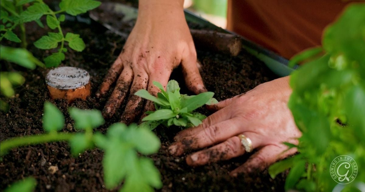 Close-up of two hands planting a small green seedling in dark soil, surrounded by other plants in an elevated garden bed&mdash;perfect for thriving even in hot climates.