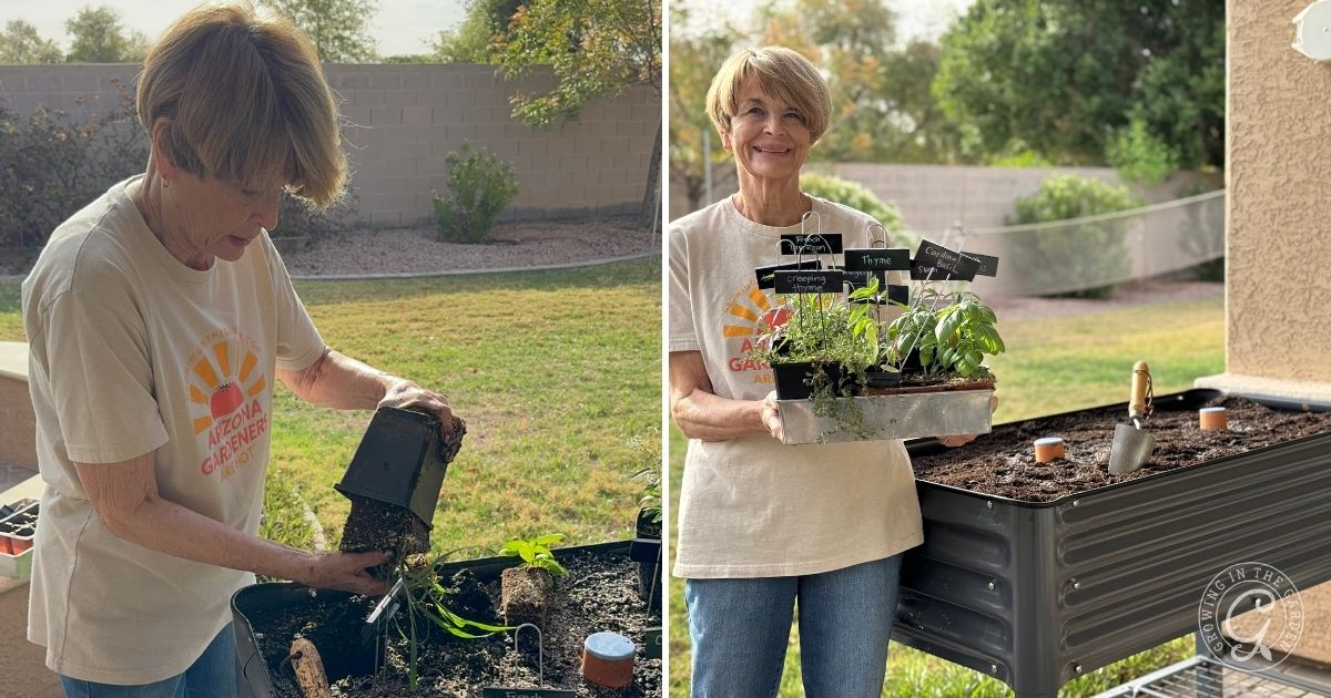 Two photos: On the left, an older woman with short hair plants seedlings in an elevated garden bed. On the right, she smiles, holding a tray of labeled herb seedlings next to her raised garden bed&mdash;perfect for gardening tips in small spaces.