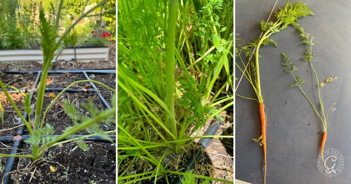 Three panels show carrot plants in a garden bed, a close-up of bolting carrots with leafy tops, and two harvested carrots with stems on a dark surface.