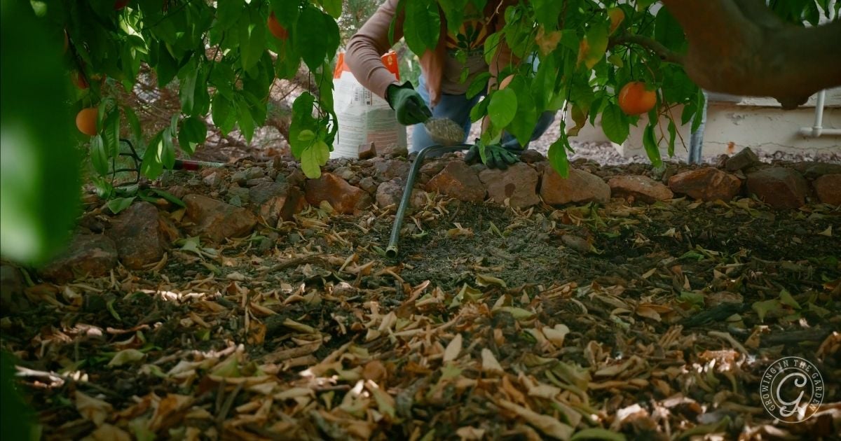 Person cleaning up dry leaves on the ground under a tree with a vacuum hose, surrounded by rocks and green foliage&mdash;an essential step before learning how to fertilize citrus trees.