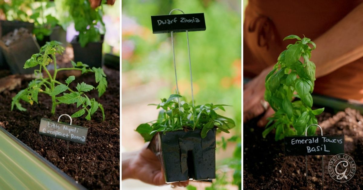 Three side-by-side photos show young herb and vegetable seedlings&mdash;Roma tomato, dwarf zinnia, and basil&mdash;each labeled with small signs, being planted in rich soil in an elevated garden bed. Perfect for gardening tips or maximizing small spaces.