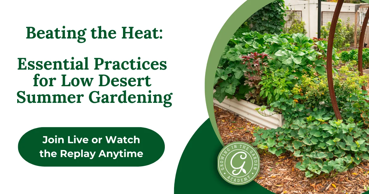 Raised garden beds burst with lush greenery, showcasing an Arizona Garden in May. Get expert desert summer gardening tips and join our gardening academy to grow your best garden yet!.