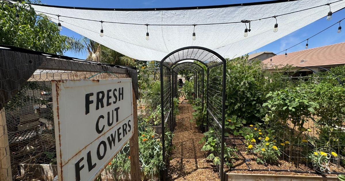 Garden path with a canopy, string lights, and a sign that reads Fresh Cut Flowers beside blooming plants&mdash;perfect inspiration for your backyard garden design.