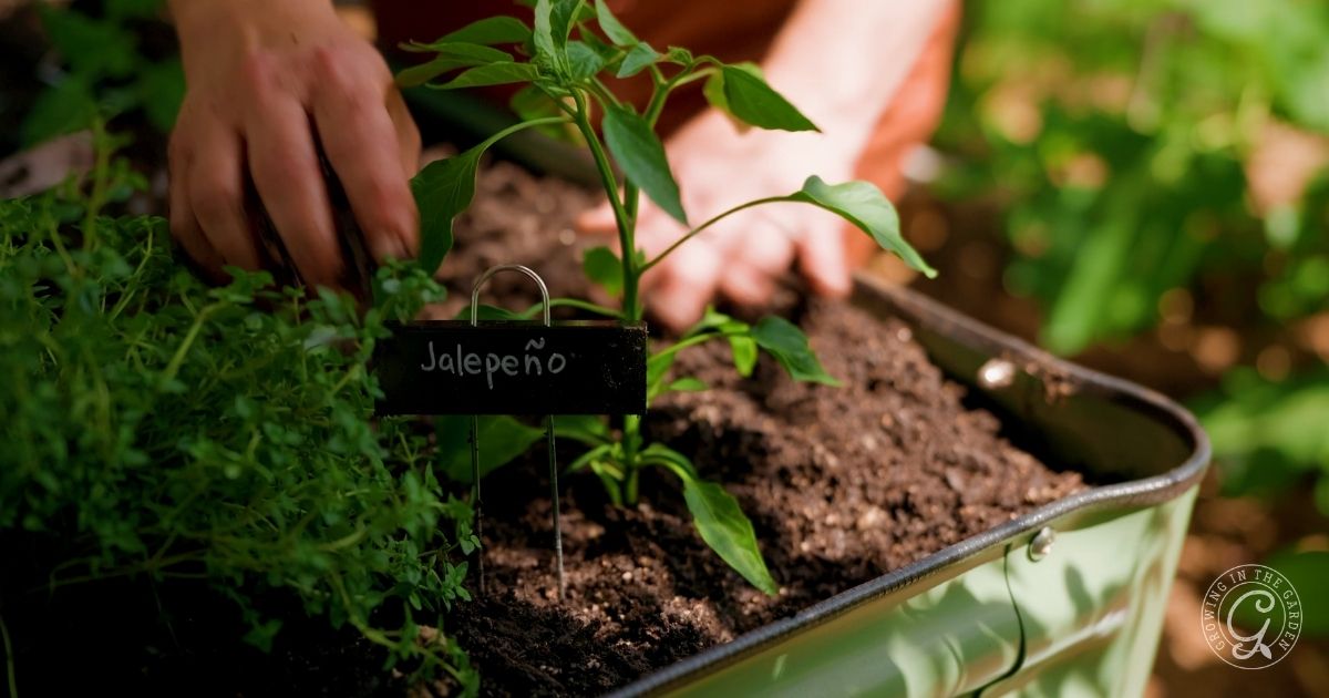 A person tends to a small jalape&ntilde;o plant growing in rich soil in a metal container, perfect for small spaces. A handwritten sign labeled Jalape&ntilde;o is placed next to the plant, with green foliage visible in the background.