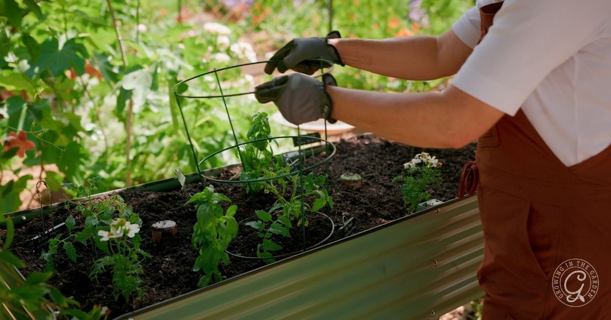 Wearing gloves and an apron, a person places a wire tomato cage around plants in an elevated garden bed, surrounded by lush foliage and flowers&mdash;perfect inspiration for gardening tips in small spaces.
