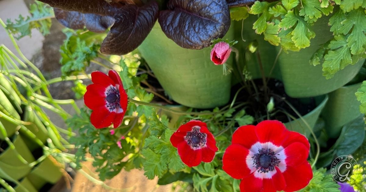 Three red and white anemone flowers with dark centers grow among lush foliage in a vertical garden container&mdash;showcasing how to grow in a GreenStalk for vibrant blooms and healthy plants.