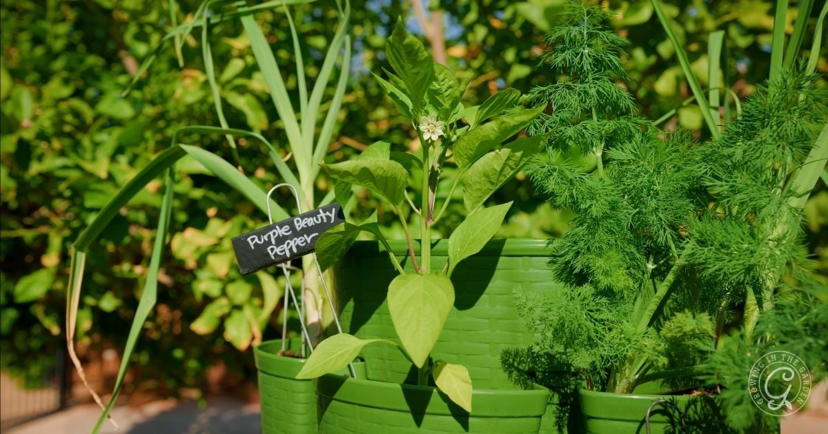 Green potted plants grow outdoors; a small chalkboard sign labels one as Purple Beauty Pepper. Bright sunlight highlights the foliage&mdash;perfect for trying greenstalk gardening tips in hot climates.