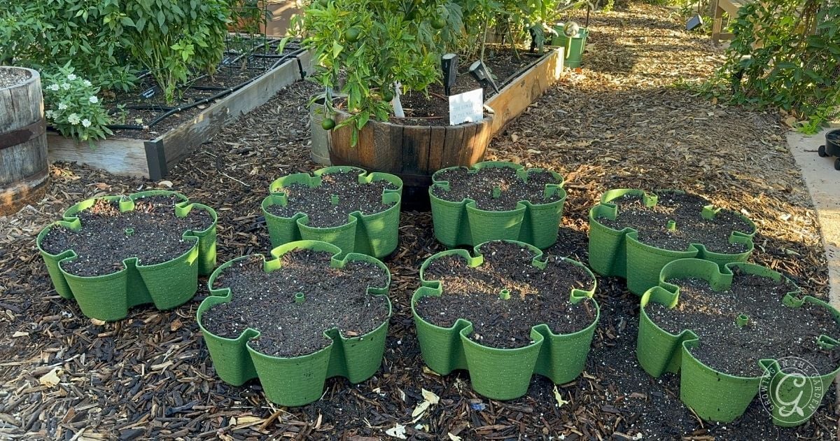 Multiple green plastic planters, each divided into six sections and filled with soil, are arranged on a mulched garden path near raised beds&mdash;ideal for greenstalk gardening in hot climates or testing out new greenstalk gardening tips.