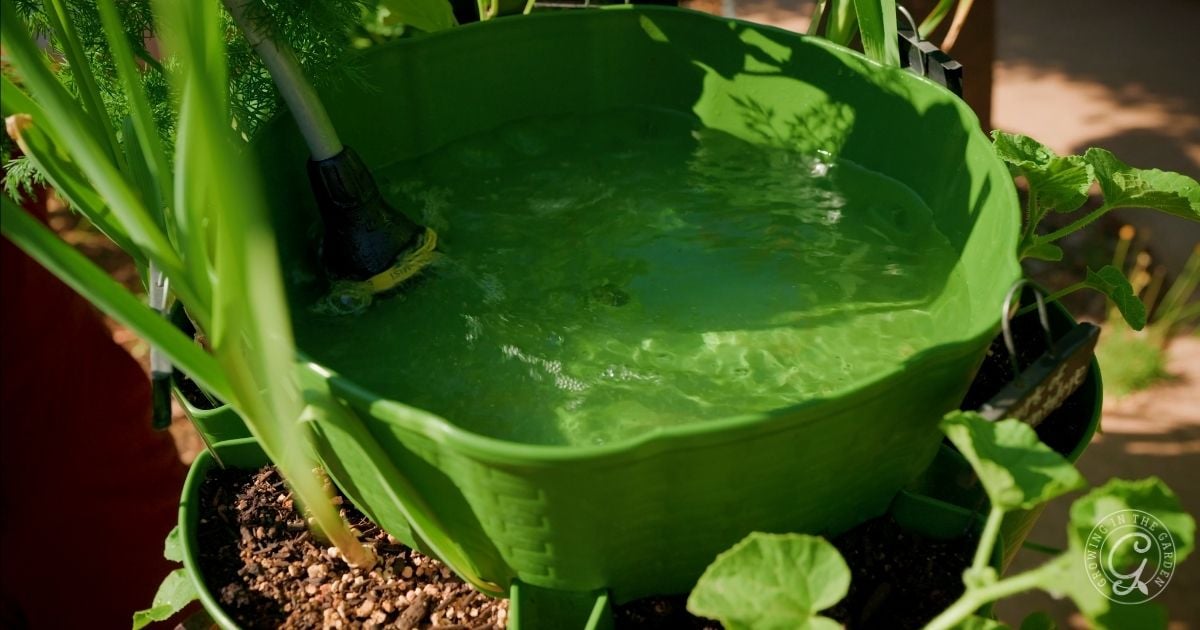 A green plastic container filled with water sits among potted plants outdoors, with a hose submerged&mdash;ideal for trying out greenstalk gardening tips or exploring how to grow in a GreenStalk, especially in hot climates.