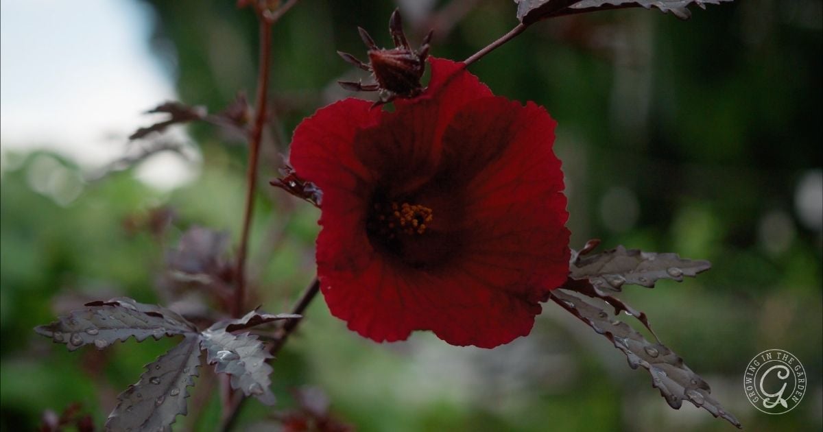 A close-up of a deep red hibiscus flower with dark leaves and a blurred green background, perfect for those curious about how to grow mahogany splendor hibiscus in their own garden.
