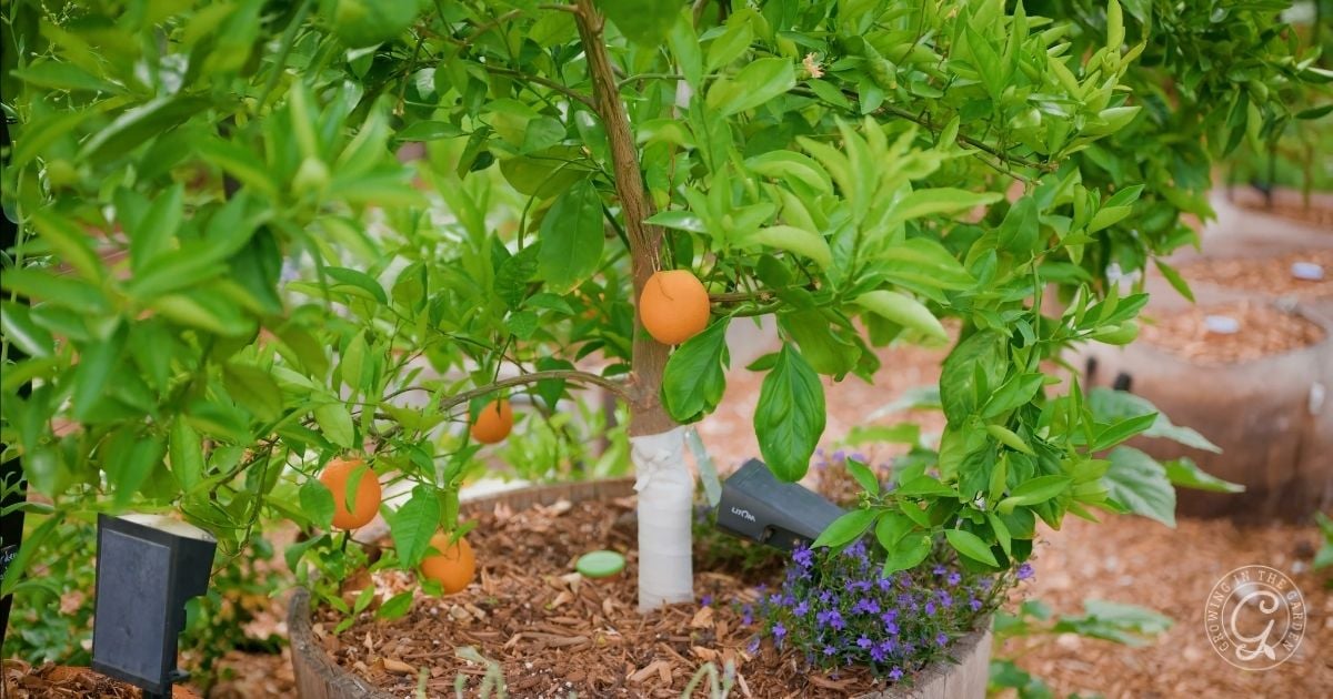 A small orange tree growing in a large pot outdoors, with several ripe oranges and green leaves. Surrounded by mulch and flowering plants to help protect citrus bark from sunscald and pests.