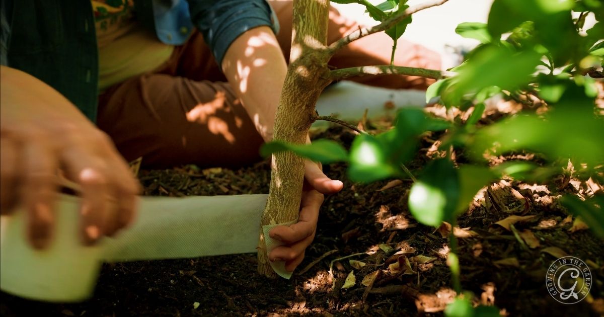 A person wraps citrus tree wrap around the base of a small tree trunk planted in soil, with green foliage nearby.