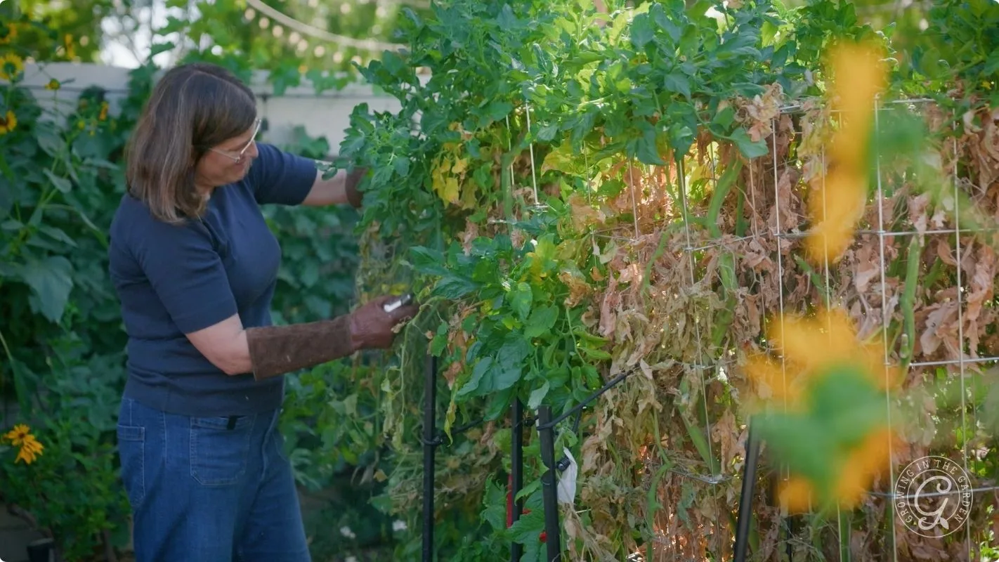 A woman wearing gloves tends to tall, leafy tomato plants in a sunny garden.