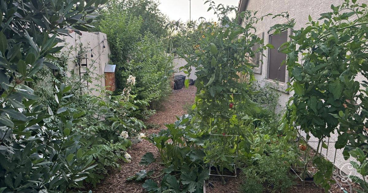 A lush backyard garden with a thoughtful backyard garden design features various green plants and tomato cages beside a house and a fence.