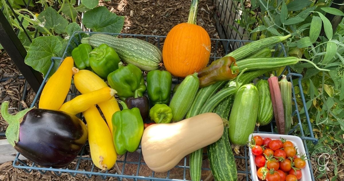 A variety of garden vegetables&mdash;squash, peppers, eggplant, tomatoes, and a pumpkin&mdash;rest on a metal rack, offering inspiration for what to plant in June in Arizona.
