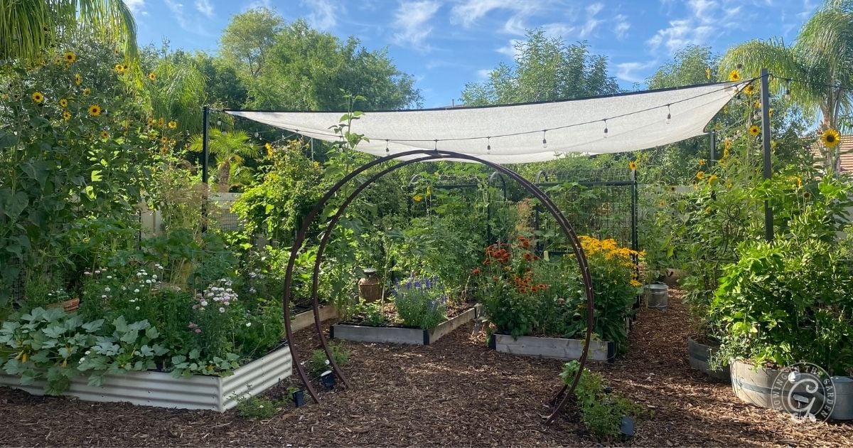 A lush garden with raised beds, flowers, an archway, and a white shade cloth overhead&mdash;a perfect spot for experimenting with what to plant in June in Arizona.