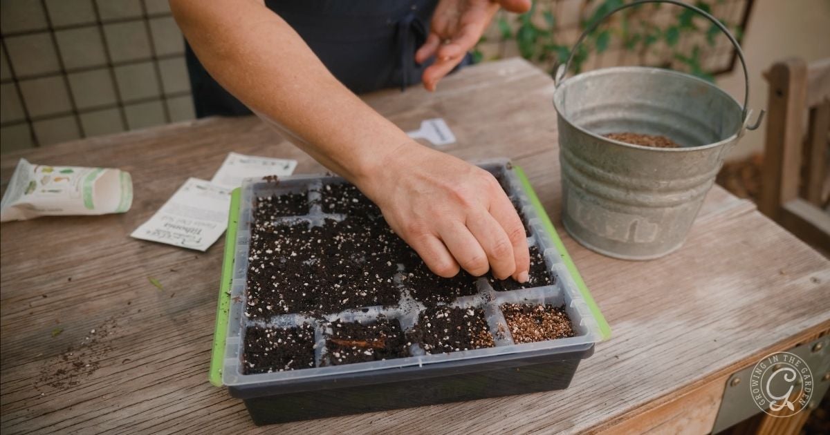 A person planting seeds in a soil-filled seed tray on a wooden table with a metal bucket nearby, getting ready to decide what to plant in June in Arizona.