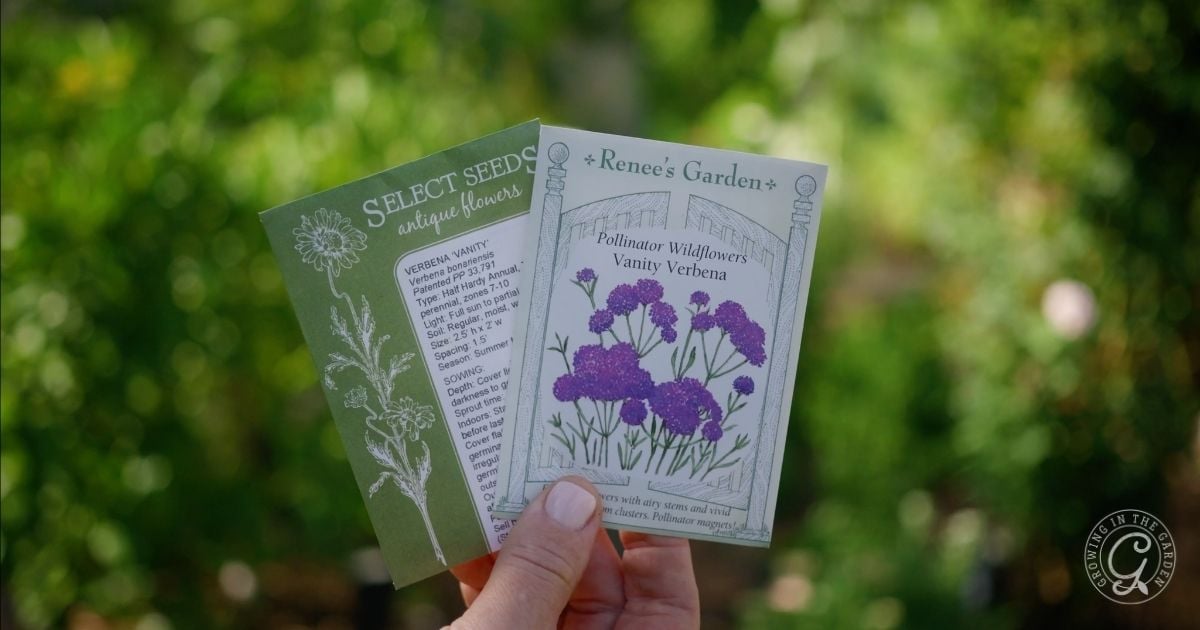 A hand holds two seed packets for vanity verbena flowers&mdash;perfect for those wondering what to plant in June in Arizona&mdash;against a blurred green background.