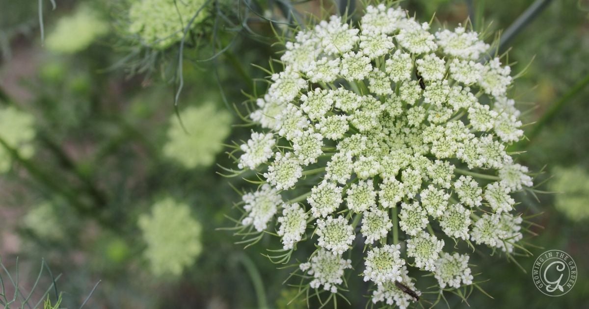 Close-up of a Queen Anne&rsquo;s lace flower, a wild relative of bolting carrots, with small white blossoms in an umbrella-like cluster against a blurred green background.