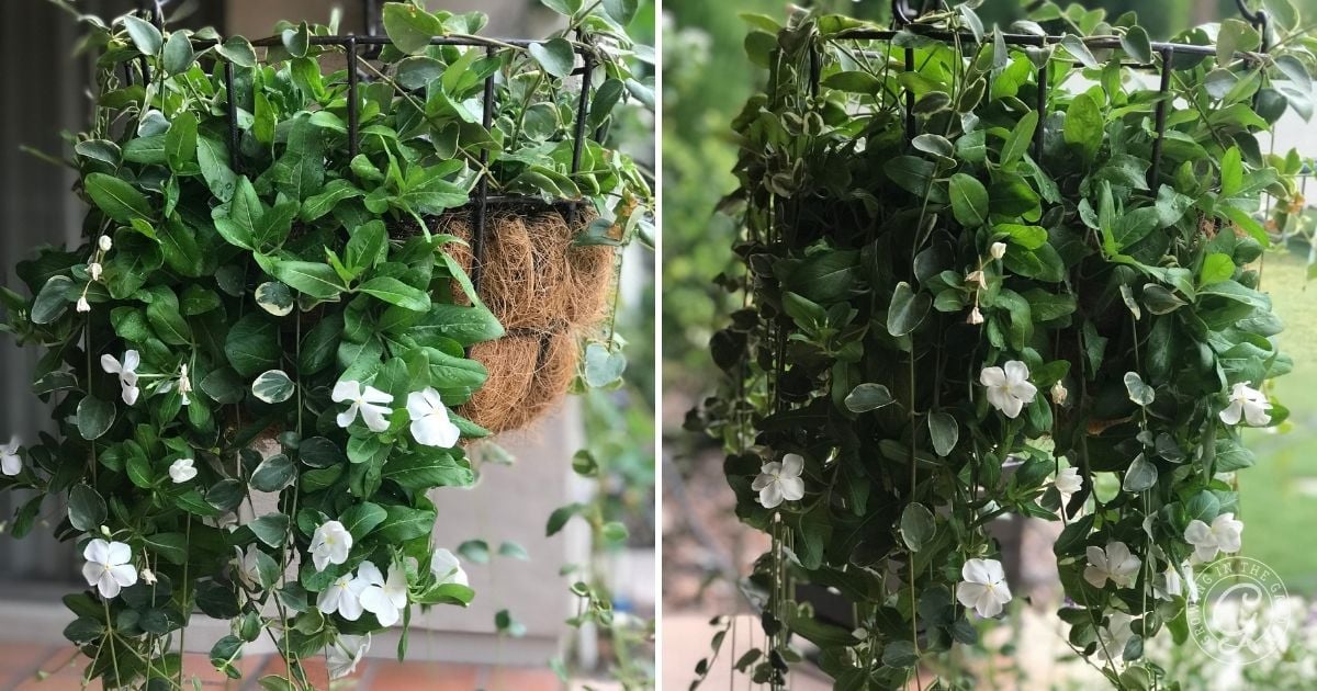 Hanging basket with lush green leaves and small white flowers, displayed outdoors in natural light—perfect inspiration for anyone learning how to grow vinca.