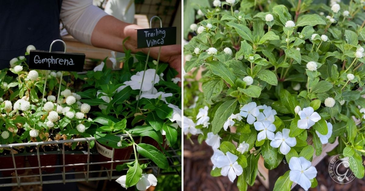 White gomphrena and trailing vinca plants in pots, labeled with signs, and a close-up of their flowers—perfect for anyone learning how to grow vinca successfully.