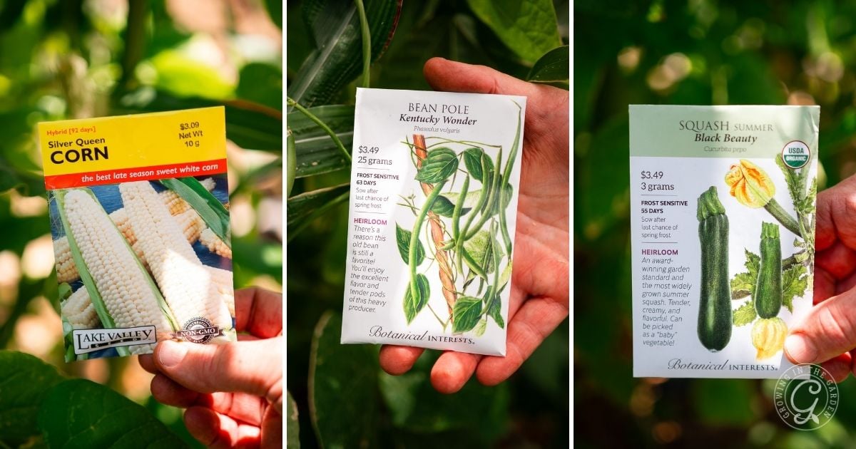 Three hands each hold seed packets for corn, bean pole, and summer squash&mdash;the classic foundation for a three sisters garden&mdash;against a green garden background. Learn how to grow three sisters garden successfully in your own space.