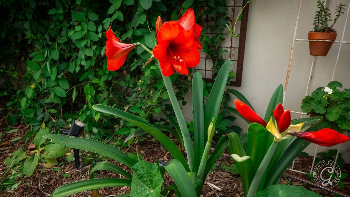 Bright red amaryllis flowers blooming in a garden with green leaves and lush foliage in the background.