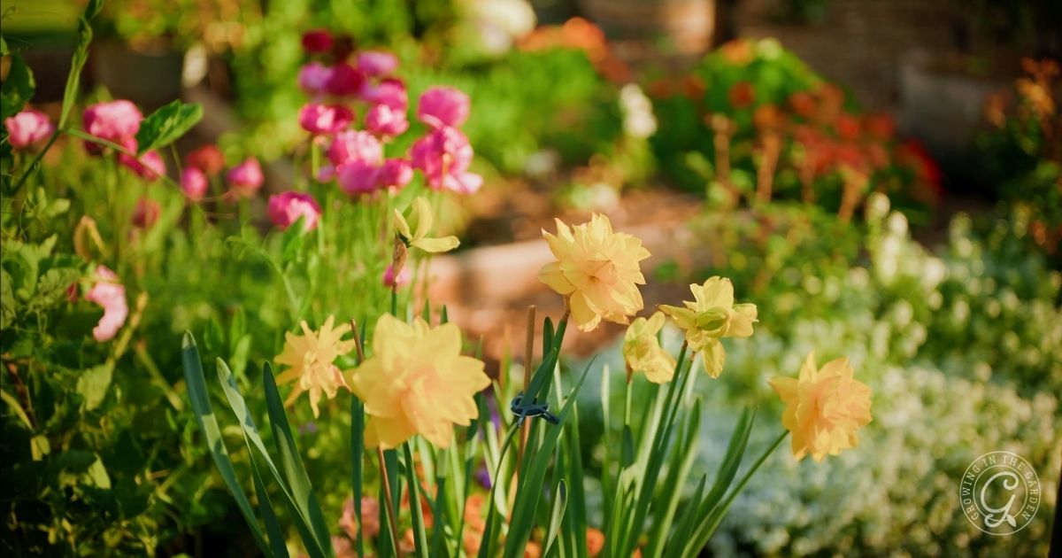 Yellow daffodils and pink flowers bloom in a vibrant, sunlit garden&mdash;an inspiring scene for any Arizona Bulb Growing Guide.