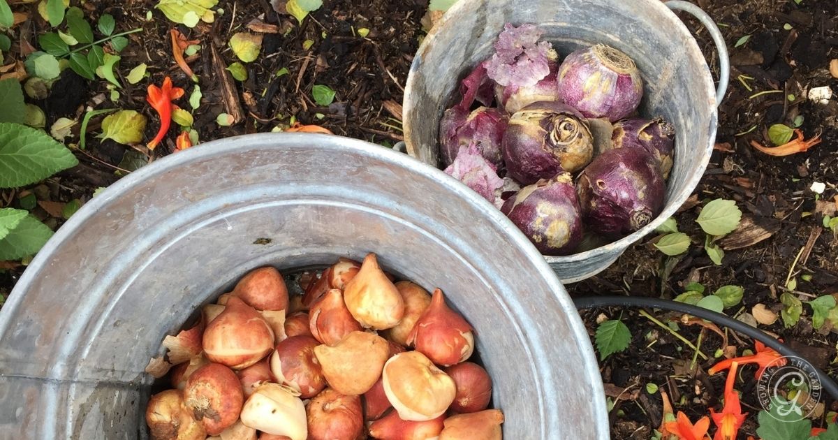 Two metal buckets on soil&mdash;one with flower bulbs, the other with purple turnips and onion skins&mdash;perfectly capture the spirit of an Arizona Bulb Growing Guide.