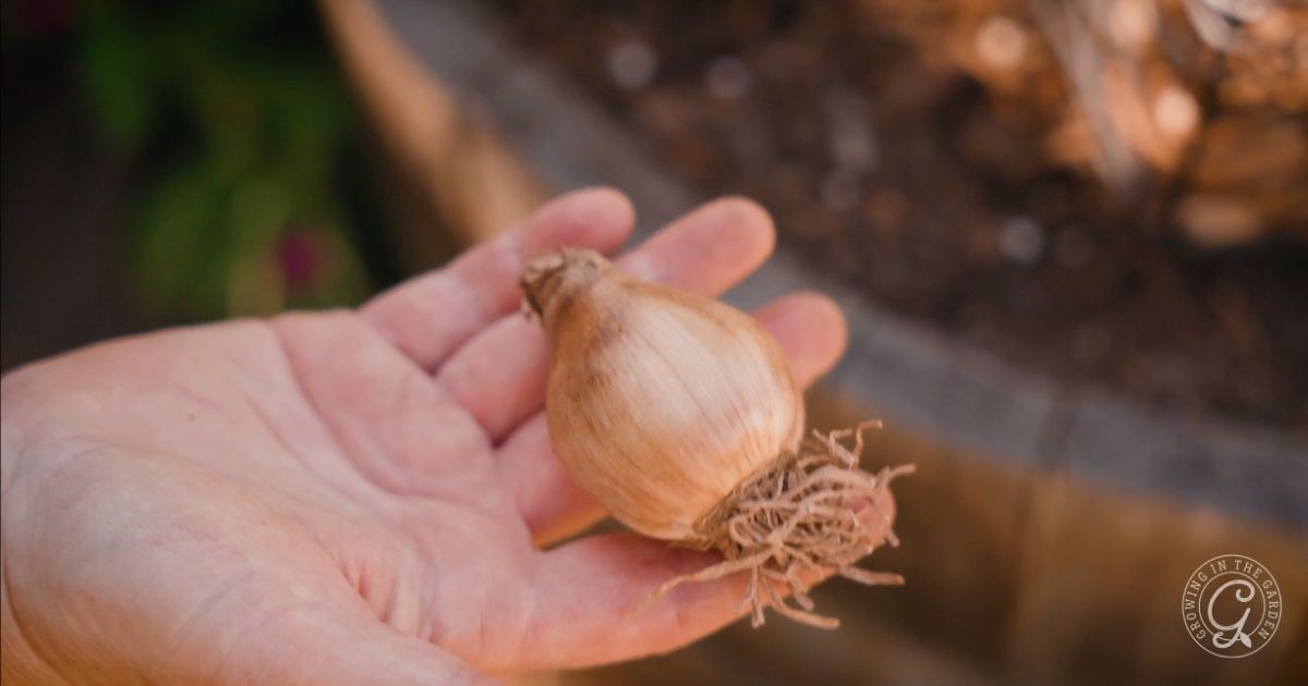 A hand holds a flower bulb with visible roots, ready for planting&mdash;perfect for following the Arizona Bulb Growing Guide.