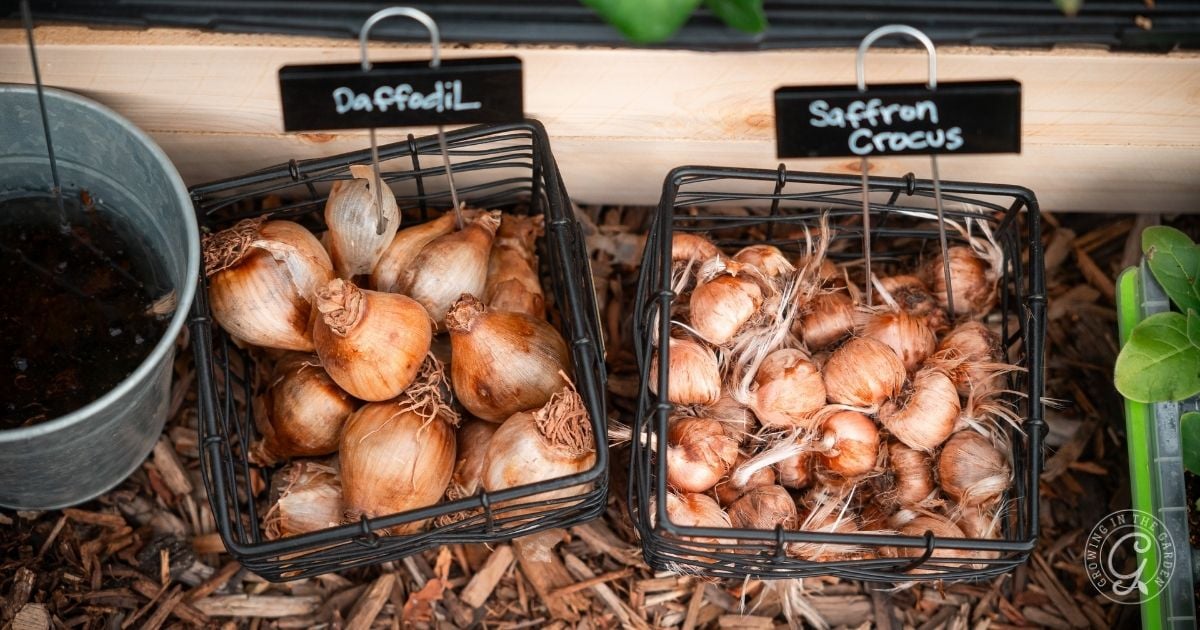 Two wire baskets hold daffodil and saffron crocus bulbs, each labeled with small signs, on a wood chip surface&mdash;an ideal start for any Arizona Bulb Growing Guide.