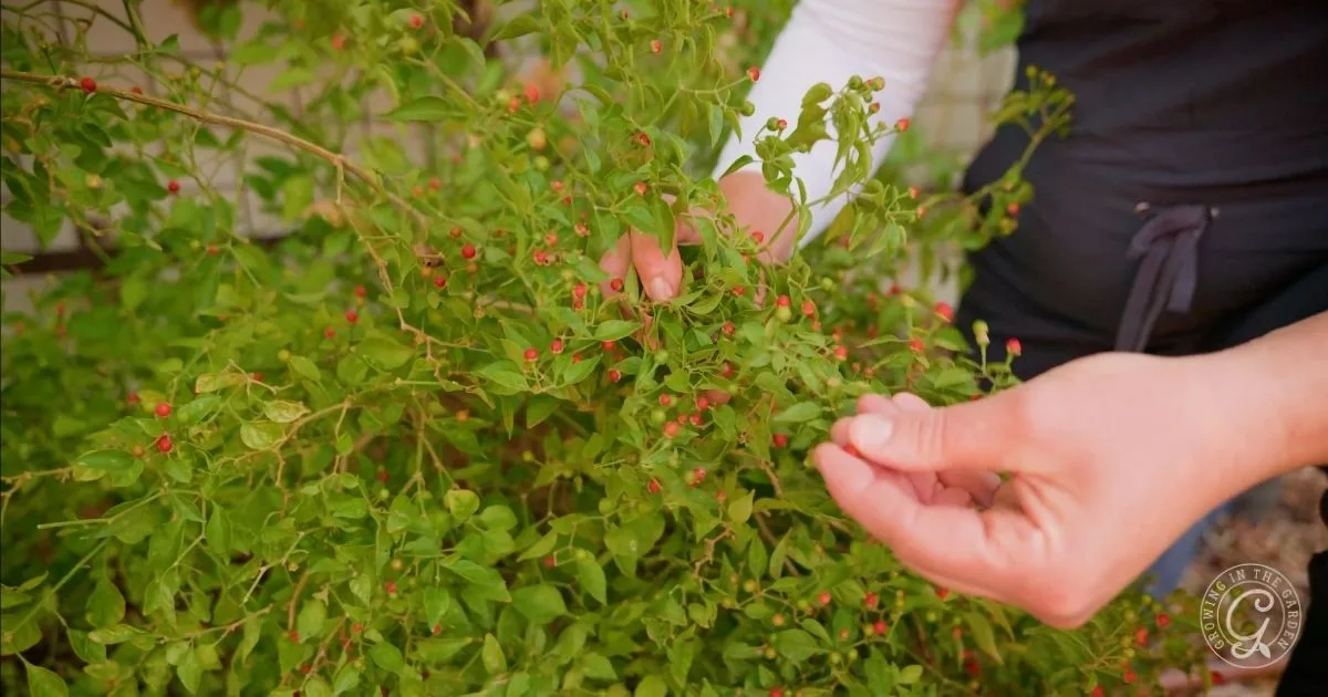 A person harvesting small red berries from a leafy green bush outdoors, learning firsthand how to grow chiltepin in their own garden.