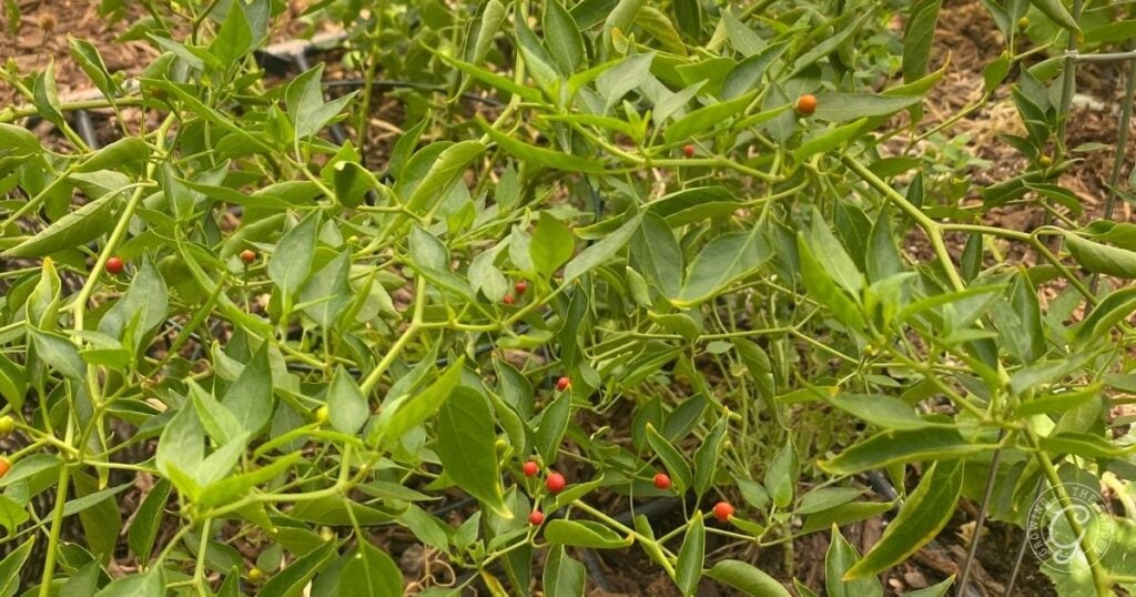 Green plant with small, round red and orange berries growing among slender leaves—learn how to grow chiltepin for a vibrant addition to your garden.