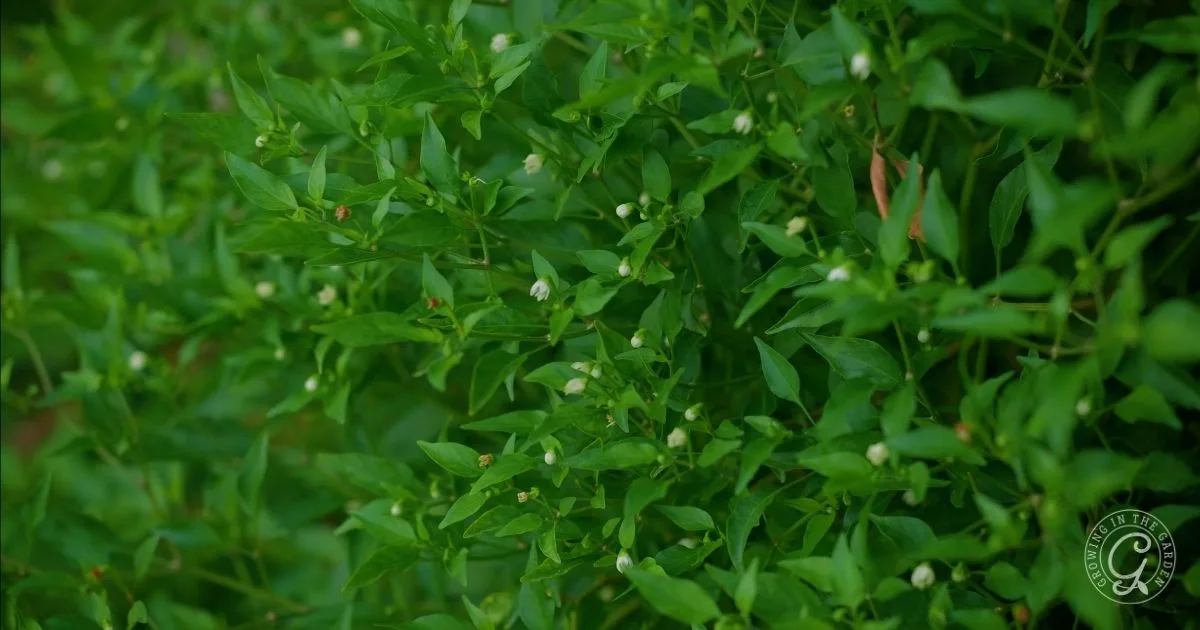 A dense cluster of green chili pepper plants with small white flower buds among the leaves, similar to what you'll find when learning how to grow Chiltepin.