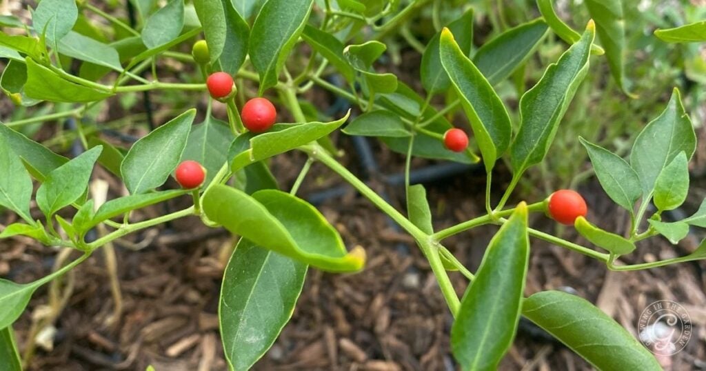 Green plant with small, round red berries and elongated leaves growing in soil; learn how to grow Chiltepin for a vibrant, fruitful garden.