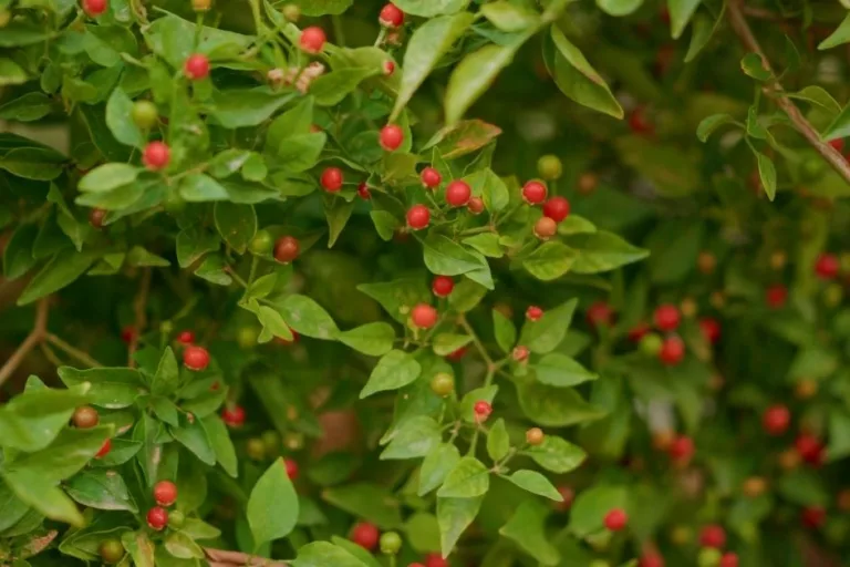 How to Grow Chiltepin: Arizona’s Native Wild Pepper featured image
