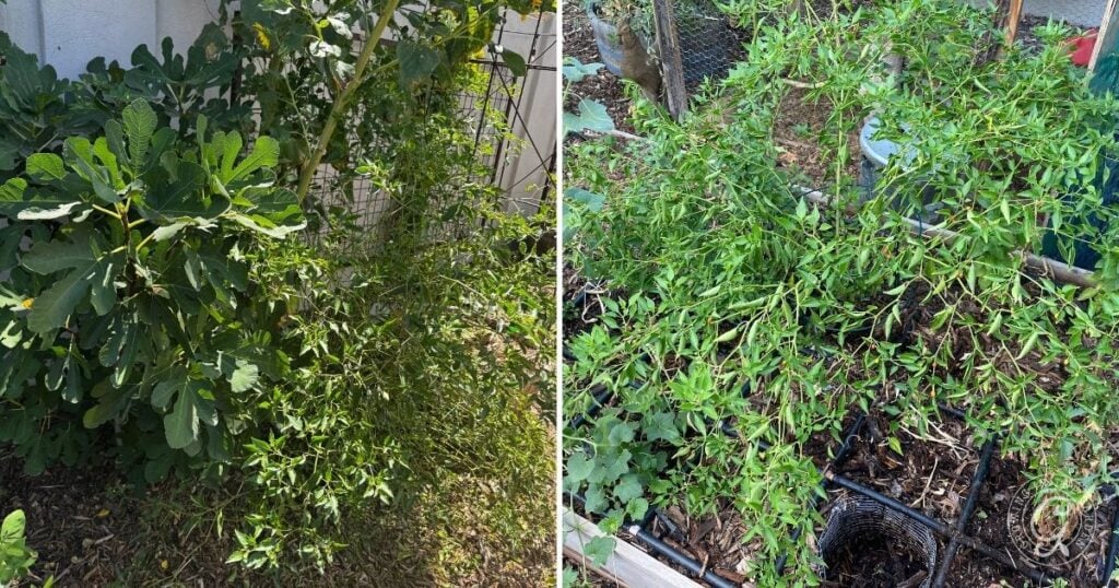 Two images showing lush green purslane plants growing in a garden with other vegetation and soil, similar to environments suitable for those learning how to grow chiltepin peppers.