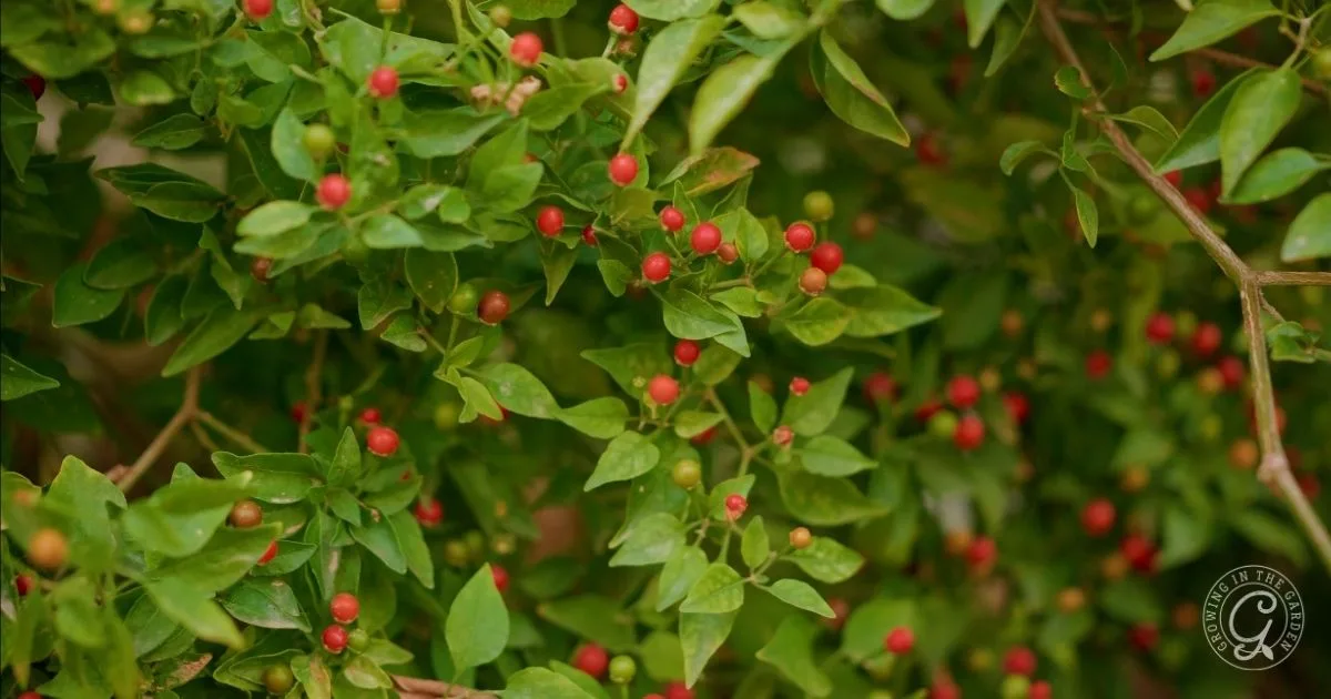 How to Grow Chiltepin: Arizona’s Native Wild Pepper - Growing In The Garden