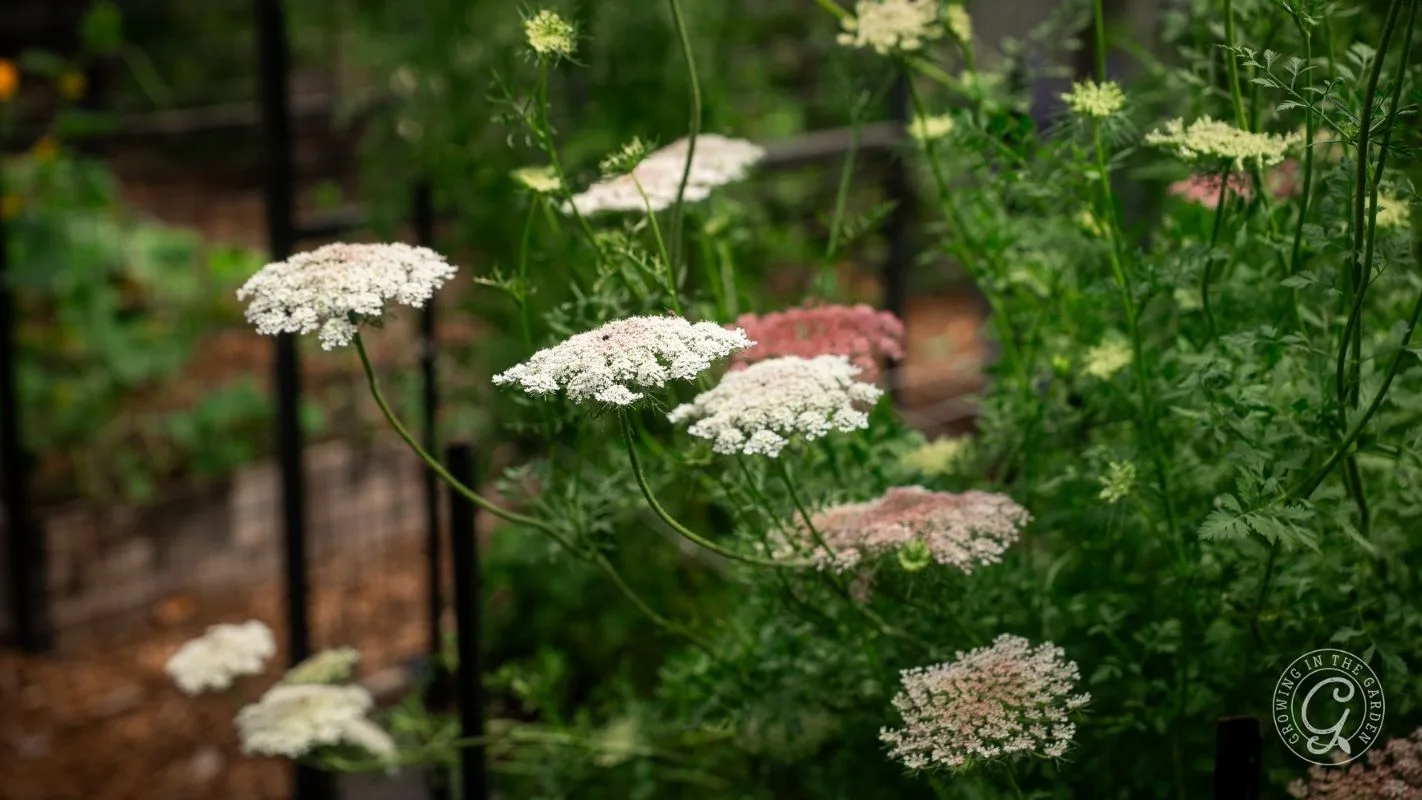 White and pink Queen Anne’s lace flowers blooming in a lush green garden with blurred background.