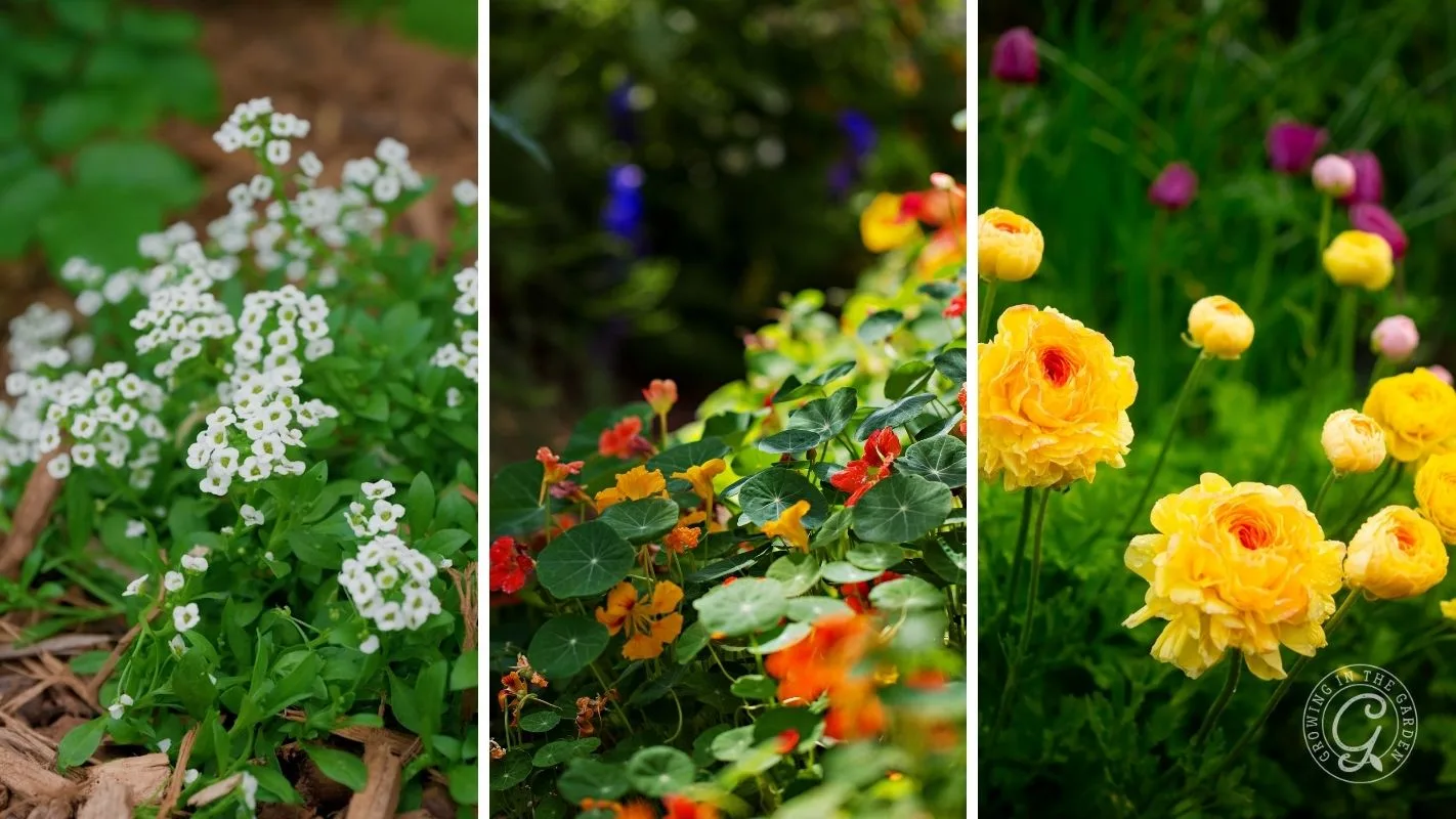 A collage of white, orange, and yellow flowers blooming in a garden with green foliage.
