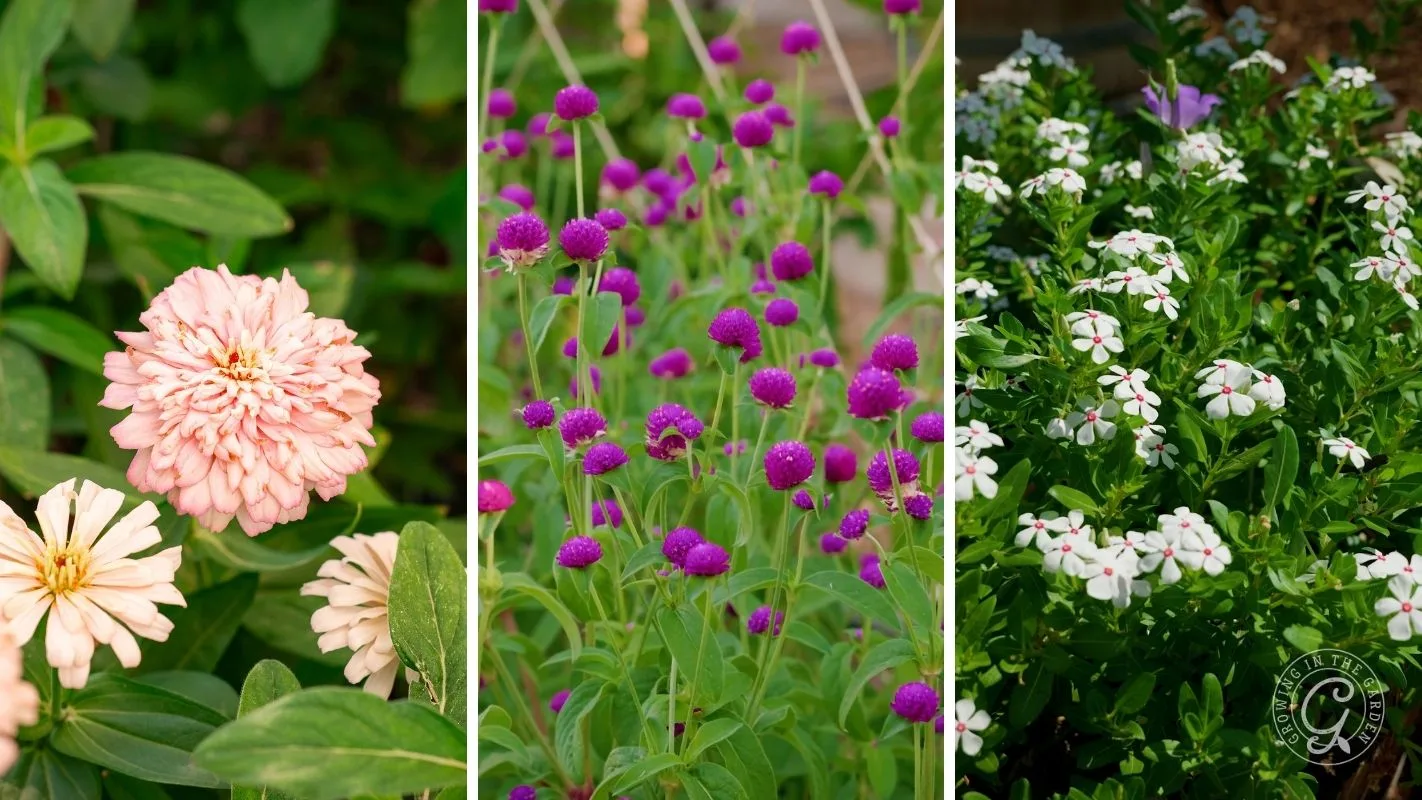 Three panels showing pink zinnias, purple globe amaranths, and white vinca flowers in an Arizona garden.